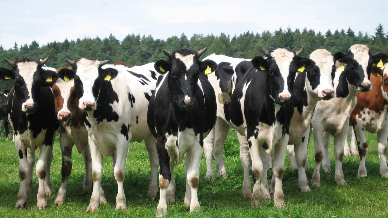 Keep These Important Things Mind When Buying Dairy Animals Both Milk Production And Income Increase