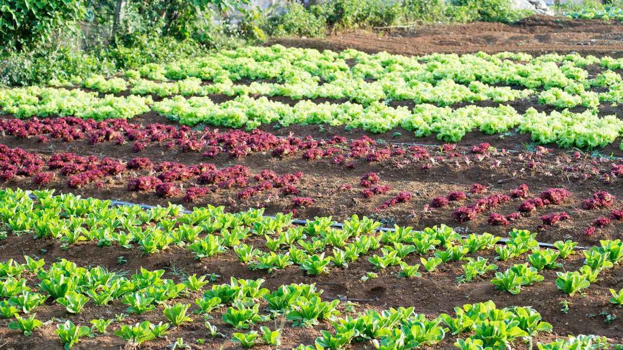 Technology Not Luck Changing Landscape Farming Vegetables Generating Continuous Income Months