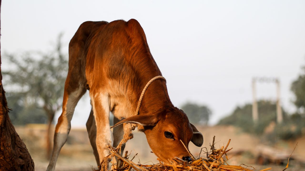 Animal Husbandry Amazing Ivf Technology Cow One Breed Gave Birth To Calf Another Breed
