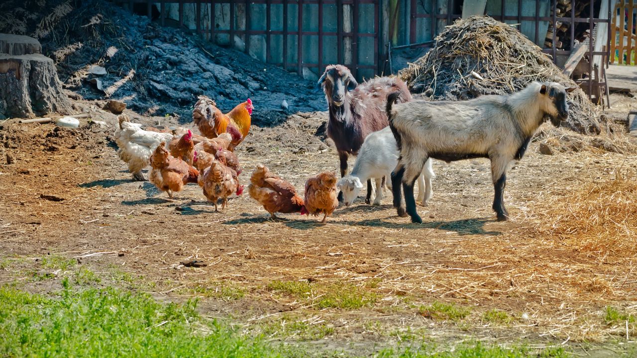 Integrated Farming: इस तकनीक से करें बकरी-मुर्गी का पालन, कम लागत में पाएं ज्यादा मुनाफा