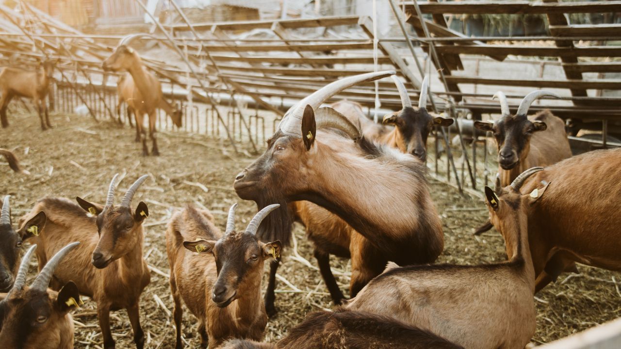 Goat Rearing In Uttar Pradesh Fetch You Subsidies Up To Rs 50 Lakh