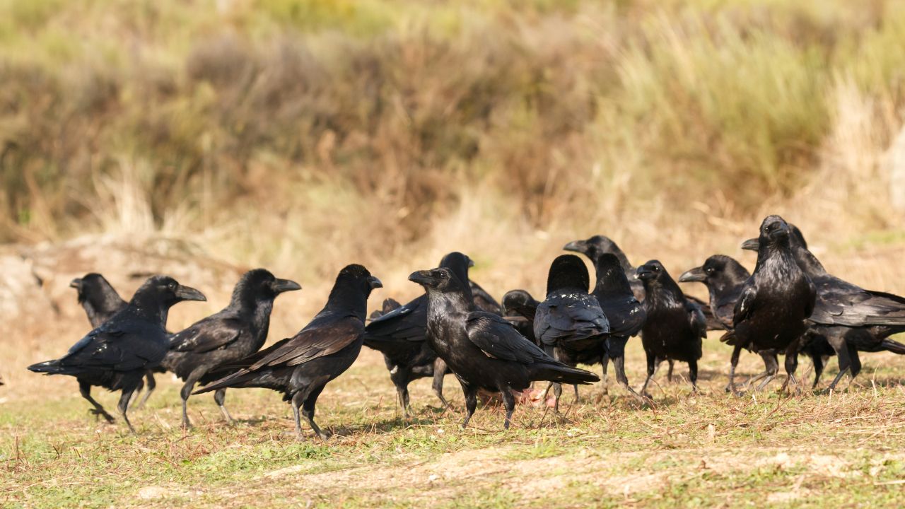 Amazing Bird: क्या कौवें भी मनाते हैं इसानों की तरह मातम, आखिर मौत के बाद क्यों जुटता है पूरा झुंड?
