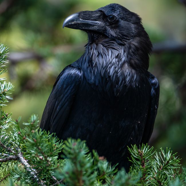 Animal Behavior, Crow Intelligence, Wildlife Science, Bird Behavior