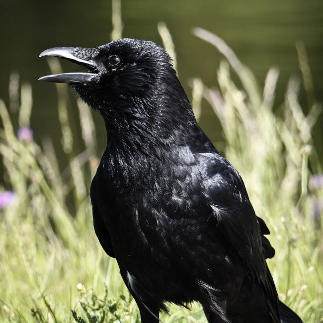 Animal Behavior, Crow Intelligence, Wildlife Science, Bird Behavior
