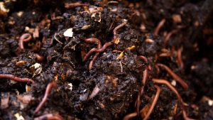 क्या आपके खेत की मिट्टी हो रही है कमजोर? अब 50 दिनों में घर पर बनाएं ये खाद और बढ़ाएं पैदावार क्या आपके खेत की मिट्टी हो रही है कमजोर? अब 50 दिनों में घर पर बनाएं ये खाद और बढ़ाएं पैदावार