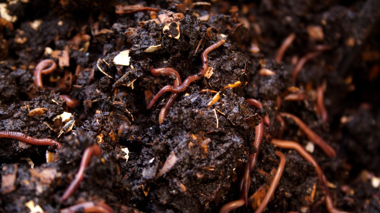 क्या आपके खेत की मिट्टी हो रही है कमजोर? अब 50 दिनों में घर पर बनाएं ये खाद और बढ़ाएं पैदावार