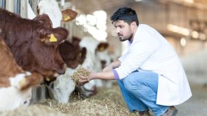 हरियाणा के हर जिले में खुल रहे Animal Polyclinic, पशुओं का एक्सरे-अल्ट्रासाउंड होगा.. किसानों का खर्च घटेगा