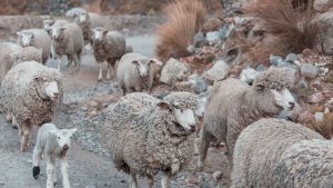 50 से 100 किलो वजन वाली भेड़ें, गद्दी नस्ल कराएगी मोटी कमाई.. आज ही शुरू करें पालन