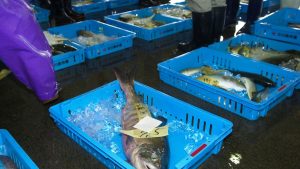 यहां बन रहा 70 करोड़ का फिश मॉल, घटेगी लागत और मछलीपालकों की बढ़ेगी कमाई यहां बन रहा 70 करोड़ का फिश मॉल, घटेगी लागत और मछलीपालकों की बढ़ेगी कमाई