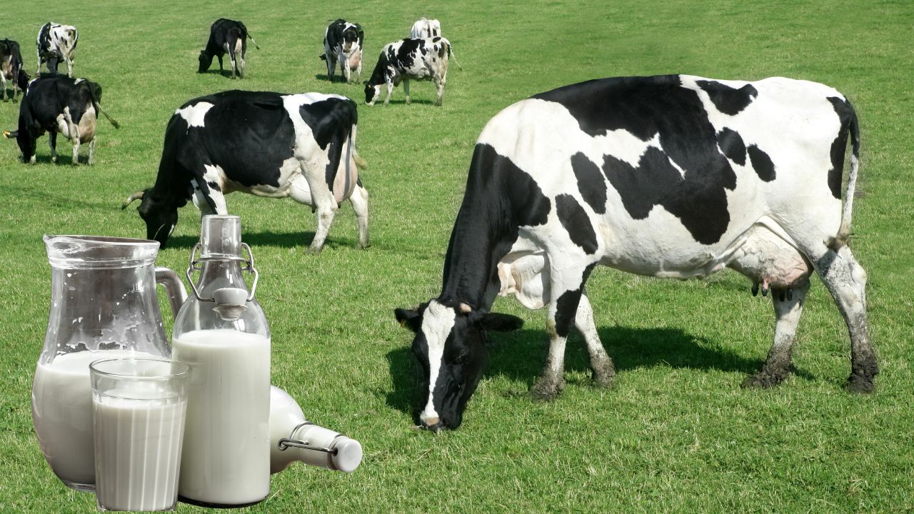 India Again Number One Milk Production Reaching 247 87 Million Tonnes 2024 25