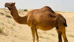 रेगिस्तान के किसानों के लिए कमाई का जरिया बना जालोरी ऊंट, मेहनत करने में बाकी नस्लों से आगे रेगिस्तान के किसानों के लिए कमाई का जरिया बना जालोरी ऊंट, मेहनत करने में बाकी नस्लों से आगे