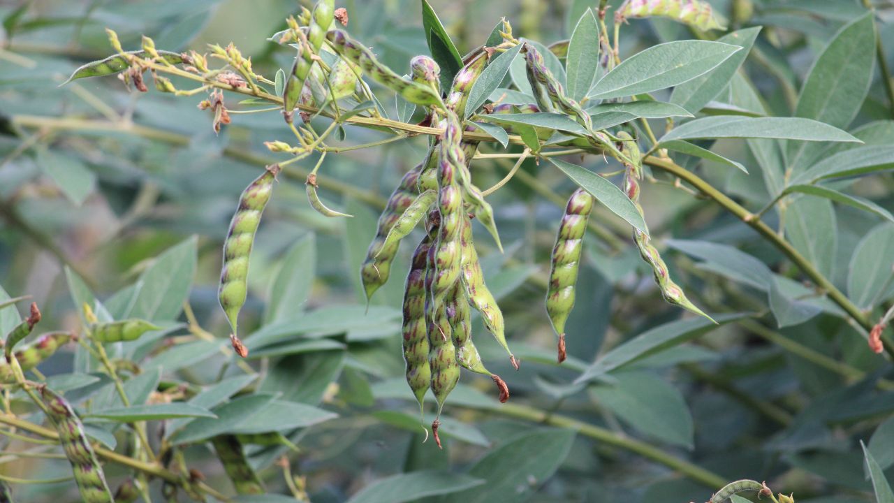 फरवरी में अरहर की फसल पर कीटों का खतरा बढ़ा, समय रहते करें बचाव नहीं तो होगा नुकसान