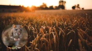 गेहूं की फसल पर चूहों का हमला, इन आसान उपायों से बचा सकते हैं पूरी पैदावार गेहूं की फसल पर चूहों का हमला, इन आसान उपायों से बचा सकते हैं पूरी पैदावार