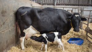 दूध देने वाली गाय-भैंस नहीं हो रहीं गर्भवती, ये आसान देसी तरीके बदल सकते हैं पूरी कहानी