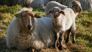 पशुपालकों के लिए फायदे का सौदा बनी अविशान भेड़, कम लागत में मिल रहा ज्यादा उत्पादन और मुनाफा