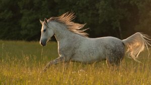 ताकत और वफादारी का प्रतीक कठियावाड़ी घोड़ा, कम संसाधनों में भी करता शानदार प्रदर्शन