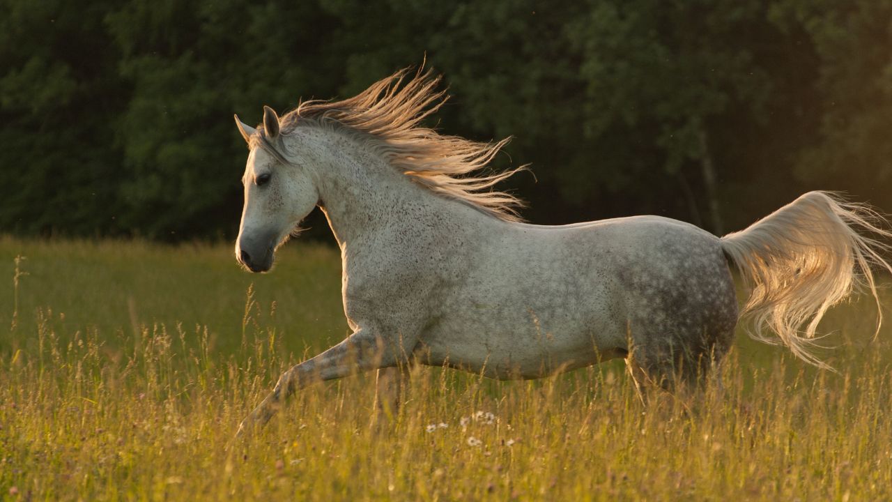 Kathiawadi Horse Symbol Strength And Loyalty Always Performs Brilliantly Even With Limited Resources