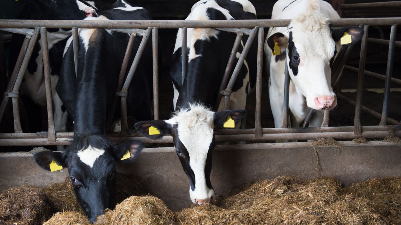 Livestock Farmers Cautious During Changing Weather Even Small Mistake Make Animals Sick Reduce Milk Production