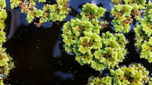 Livestock Feed: इस घास से पशुओं को मिलेगा पूरा पोषण, जान लें दूध उत्पादन बढ़ाने का सबसे आसान तरीका