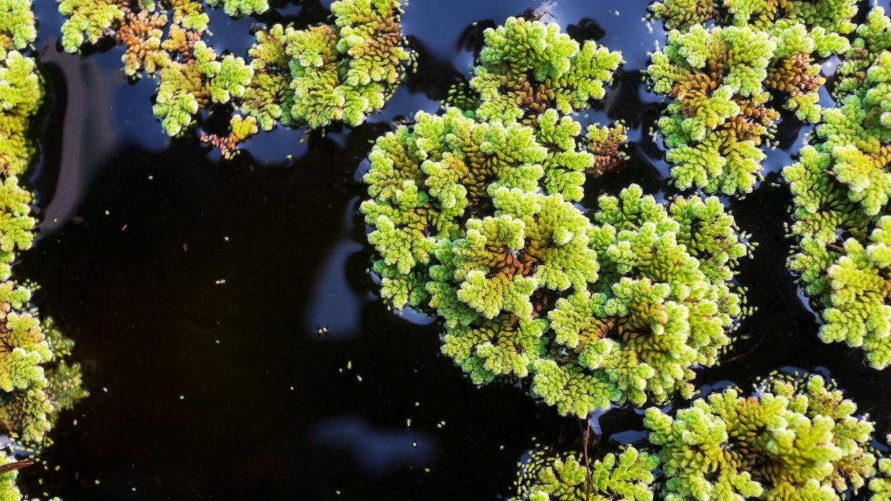 Livestock Feed: इस घास से पशुओं को मिलेगा पूरा पोषण, जान लें दूध उत्पादन बढ़ाने का सबसे आसान तरीका