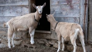 रोज 3 लीटर दूध देने वाली टोगेनबर्ग बकरी, पशुपालकों की आय बढ़ाने का आसान तरीका