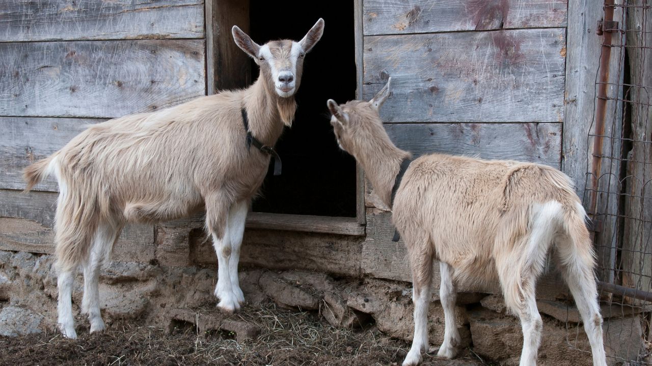 Toggenburg Goats Which Produce 3 Liters Milk Daily Are Easy Way Increase Income Livestock Farmers