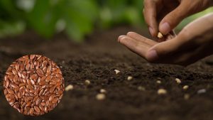 Fake Seeds: साथी पोर्टल से किसानों को मिलेगा असली बीज का भरोसा, नकली बीज कारोबार पर लगेगी रोक