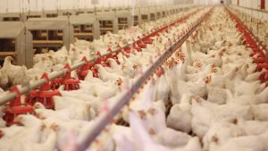 Poultry Farming: पहले 15 दिन संभाल लिए तो पॉल्ट्री में कमाई तय, लापरवाही की तो हो सकता है बड़ा घाटा