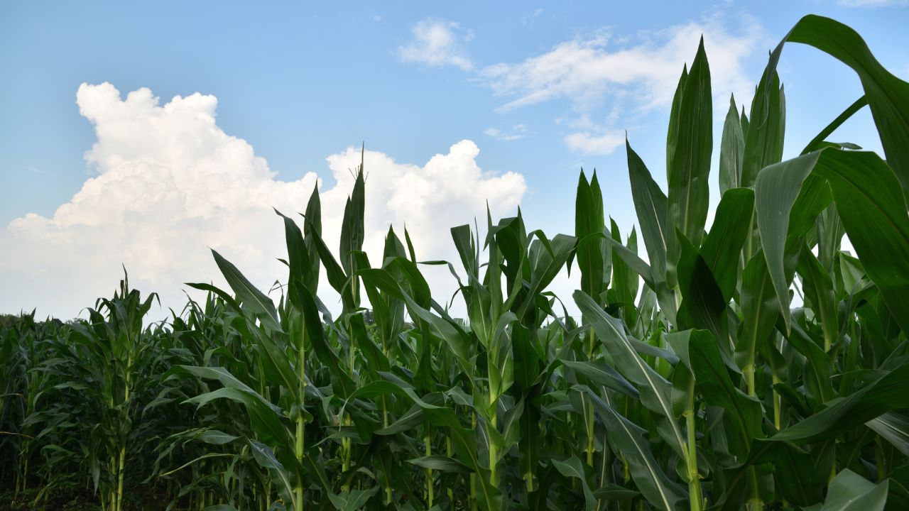 Dairy Tips Eliminate Shortage Green Fodder Summer Cowpea And Rizka Increase Milk Production