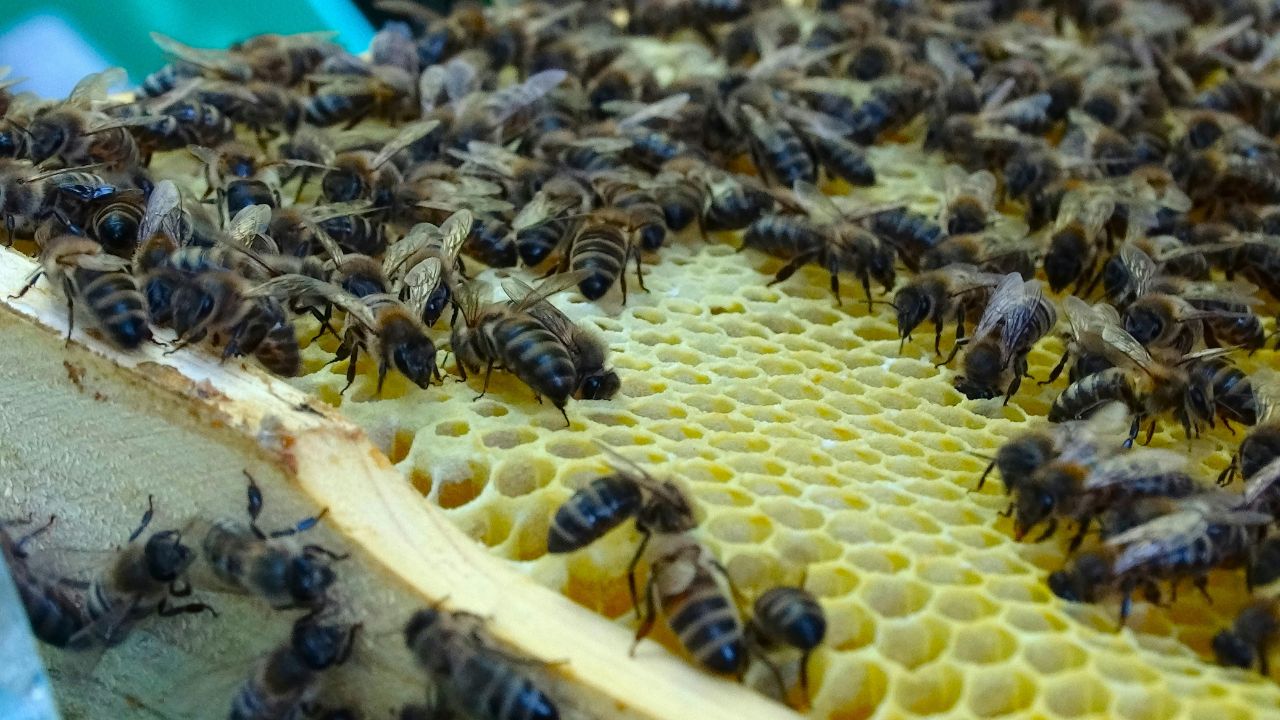 Plant These Special Plants Boundary Field Bees Bumper Work And Honey Give Double Profit