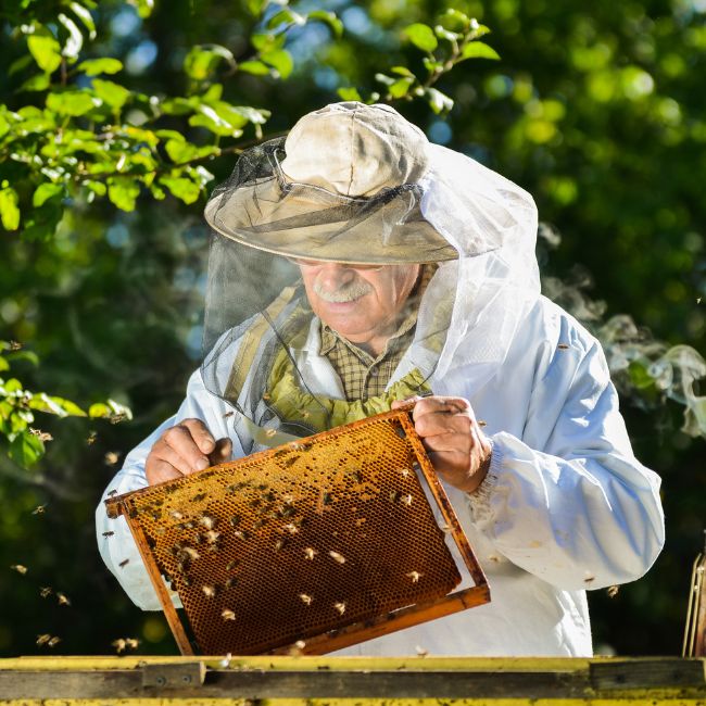 Honey Production, Bee keeping, Organic Farming, Pollination, Mustard Flowers