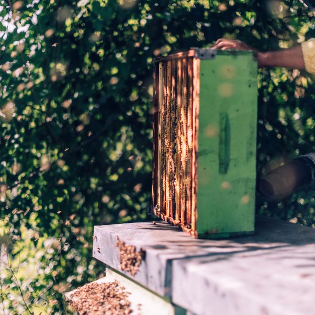 Honey Production, Bee keeping, Organic Farming, Pollination, Mustard Flowers, Litchi Honey