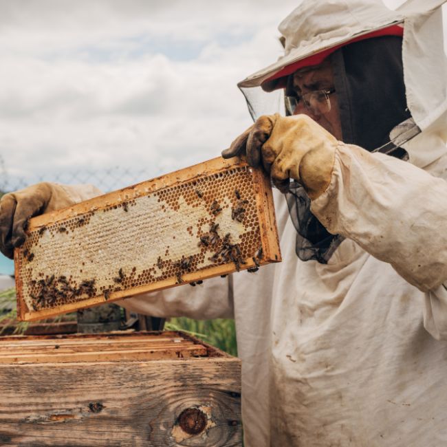 Honey Production, Bee keeping, Organic Farming, Pollination, Mustard Flowers, Litchi Honey
