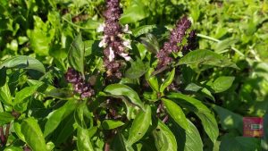 Dauna plant: ब्रांडेड परफ्यूम से ज्यादा खुशबूदार है दौना पौधा, घर में लगाने से मिलते हैं कई फायदे