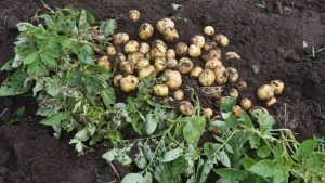 Potato Farming Tips: हरा आलू दिखे तो घबराएं नहीं, सही इस्तेमाल से बन सकता है काम का सोना!