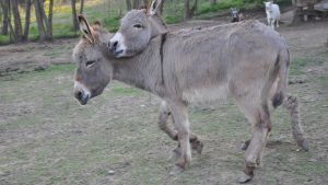 Donkey Breed: कम खर्च में शुरू करें गधा पालन, हलारी और कच्छी नस्ल से कमा सकते हैं अच्छा मुनाफा