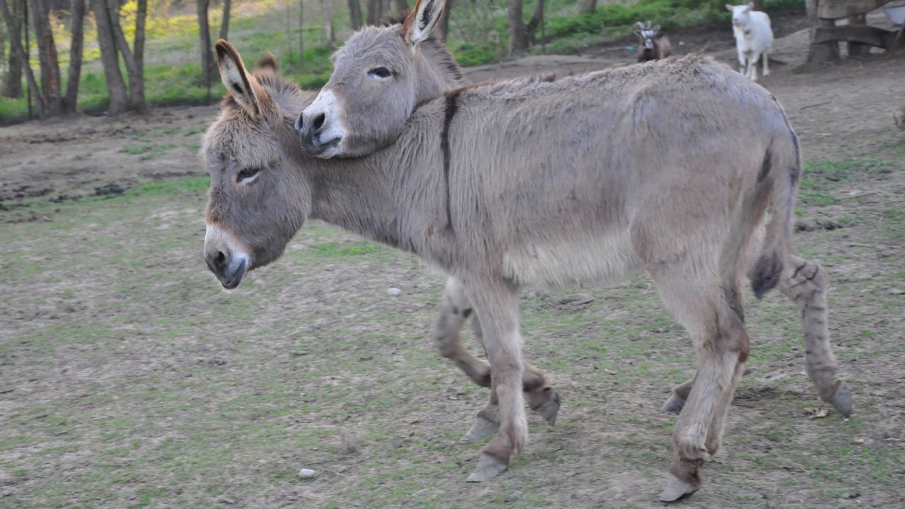 Donkey Breed: कम खर्च में शुरू करें गधा पालन, हलारी और कच्छी नस्ल से कमा सकते हैं अच्छा मुनाफा