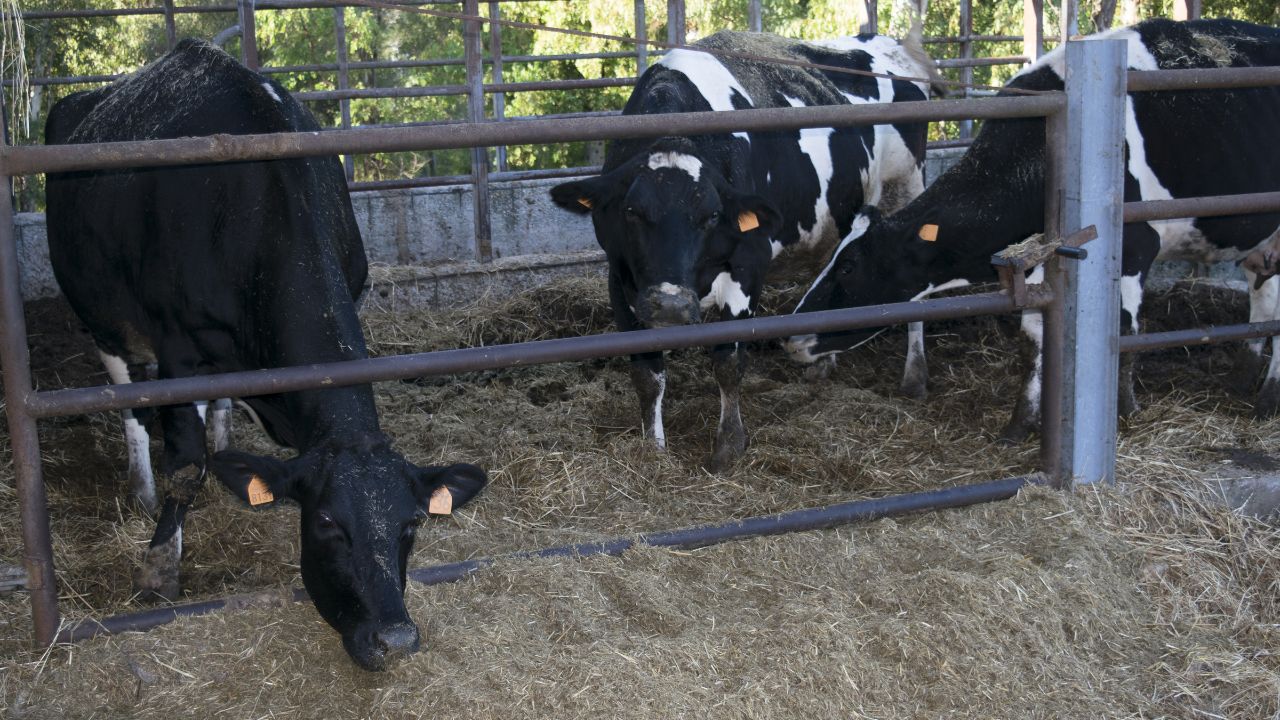 Golden Opportunity Start Cow Rearing Bihar Government Offering Free Training And Subsidies Starting A Dairy