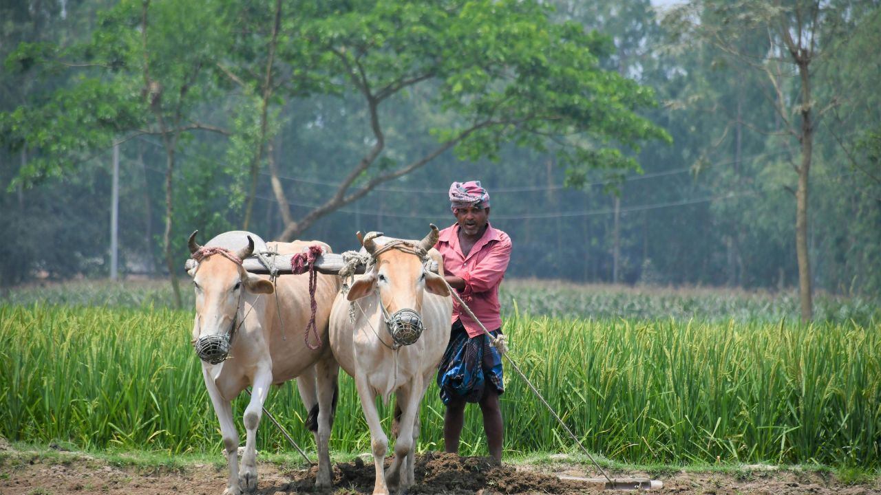 Palamu Joda Bail Yojana Bring Home Pair Bulls Paying Just 4000 Government Provide 36000 And Insurance And Vaccination Also Free