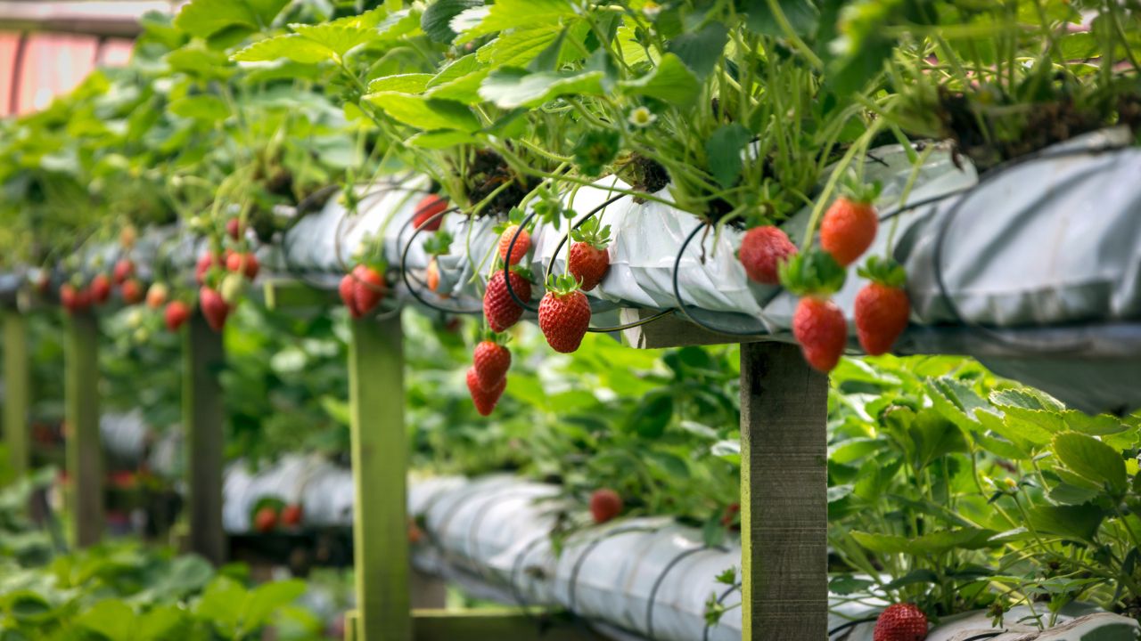 Government Provides Significant Support Strawberry And Dragon Fruit Cultivation Enabling Farmers Earn More Lower Costs