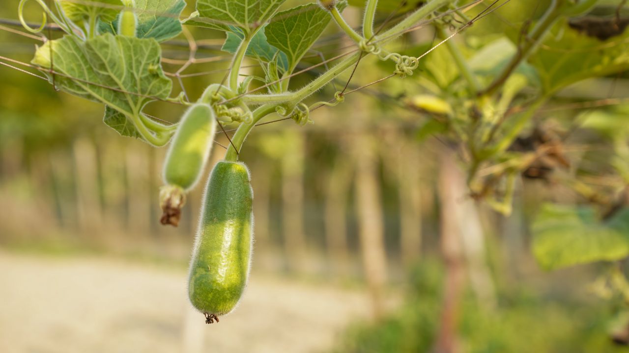 50 दिन में 45 क्विंटल उपज देती है लौकी की ये वैरायटी, गर्मियों में किसानों के लिए किसी खजाने से कम नहीं!