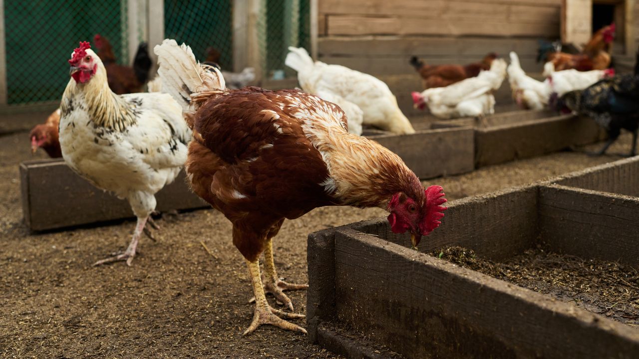 Pursuit Profit Has Led Increased Antibiotic Use Poultry Farms Posing Significant Health Threat Humans