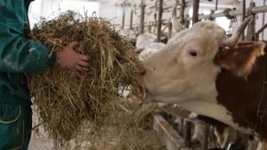 गर्मी में न घटे दूध उत्पादन, न बीमार हों पशु तो अपनाएं ये आसान और असरदार तरीके