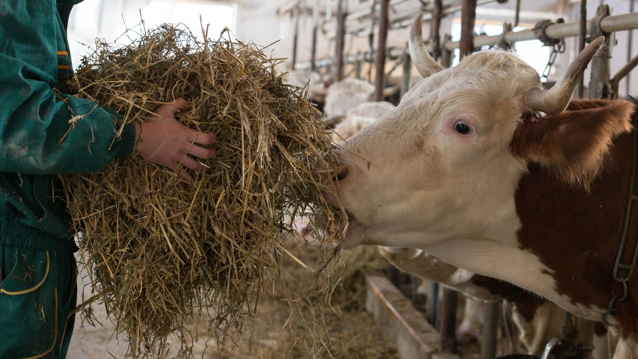 गर्मी में न घटे दूध उत्पादन, न बीमार हों पशु तो अपनाएं ये आसान और असरदार तरीके