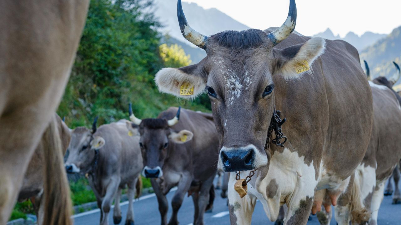 Head Shaking And Frequent Urination Animals It Hypomagnesemia Take Timely Action Prevent It