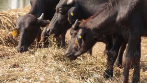 Buffalo Farming: 30 दिन में 900 लीटर दूध देगी ये भैंस, सालाना कमाई 7.5 लाख रुपये होगी.. आज ही शुरू करें पालन Buffalo Farming: 30 दिन में 900 लीटर दूध देगी ये भैंस, सालाना कमाई 7.5 लाख रुपये होगी.. आज ही शुरू करें पालन