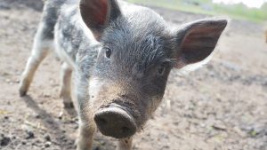 देसी जोवॉक सूअर से बढ़ेगी गांव की आमदनी, कम खर्च में बढ़िया मांस उत्पादन मिलेगा