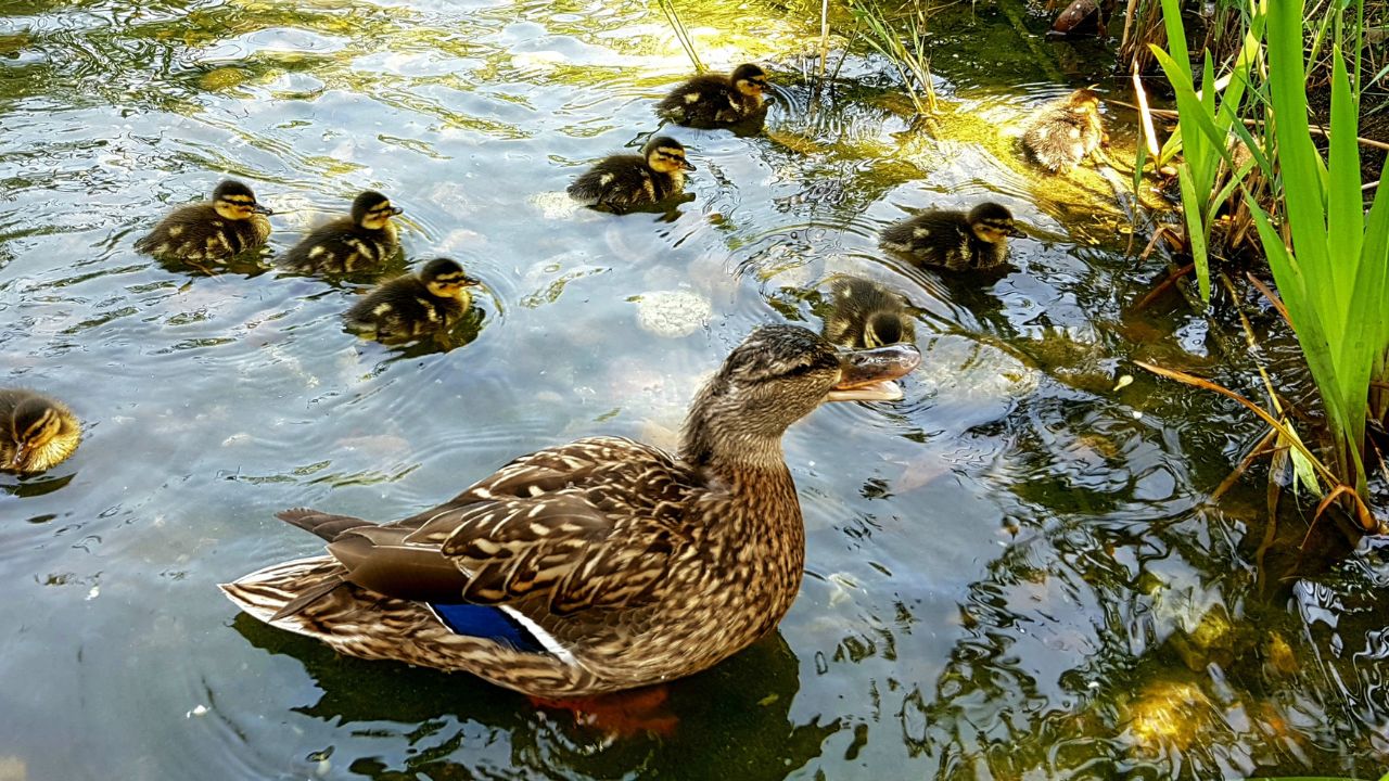Raising Ducks And Fish Same Pond Will Generate Substantial Income Throughout Year Low Cost