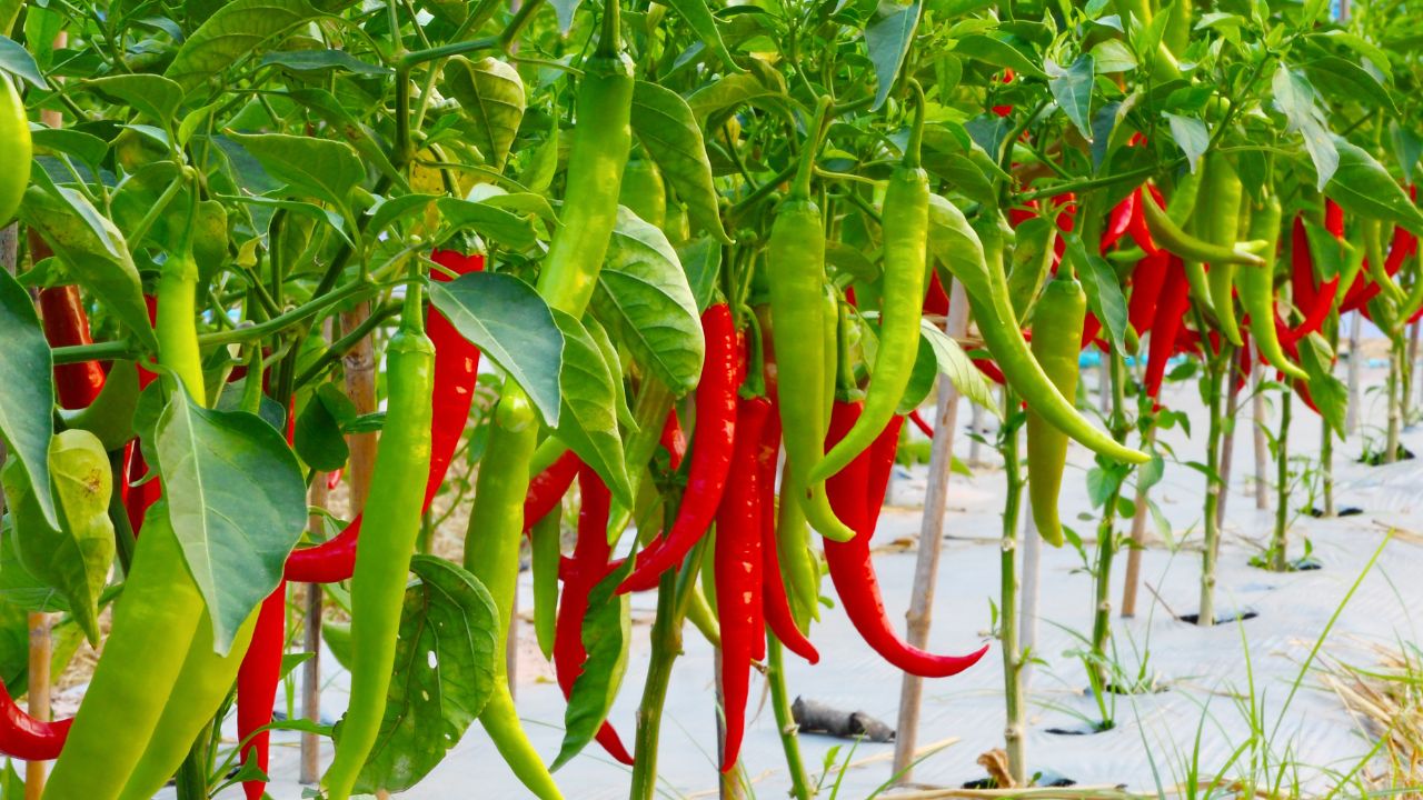 Chili Farming From Root Rot Foliar Disease How Protect Your Green Chili Crop And Increase Profits