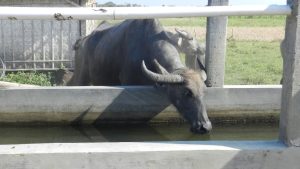 Milk Production: गर्मी में 50 फीसदी तक घट सकता है मुर्रा भैंस का दूध, इतना लीटर पानी बेहद जरूरी Milk Production: गर्मी में 50 फीसदी तक घट सकता है मुर्रा भैंस का दूध, इतना लीटर पानी बेहद जरूरी